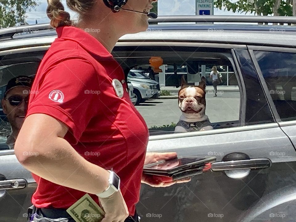 Dog in line at Chick Fil A 