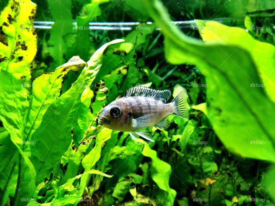 Fish in fish tank in a house