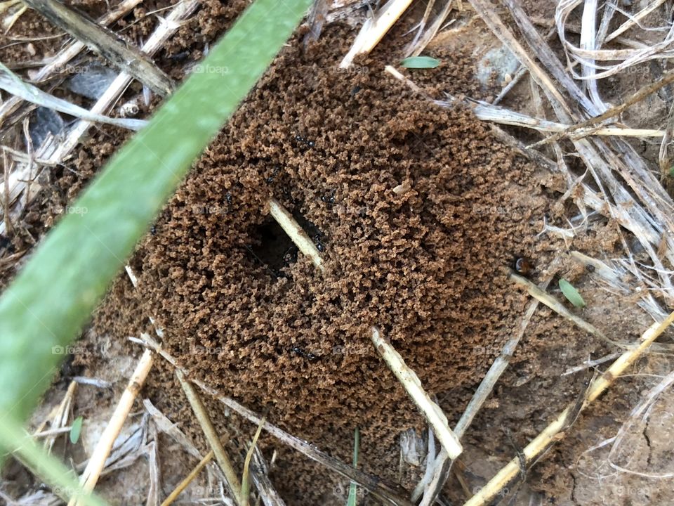 Ants with a home