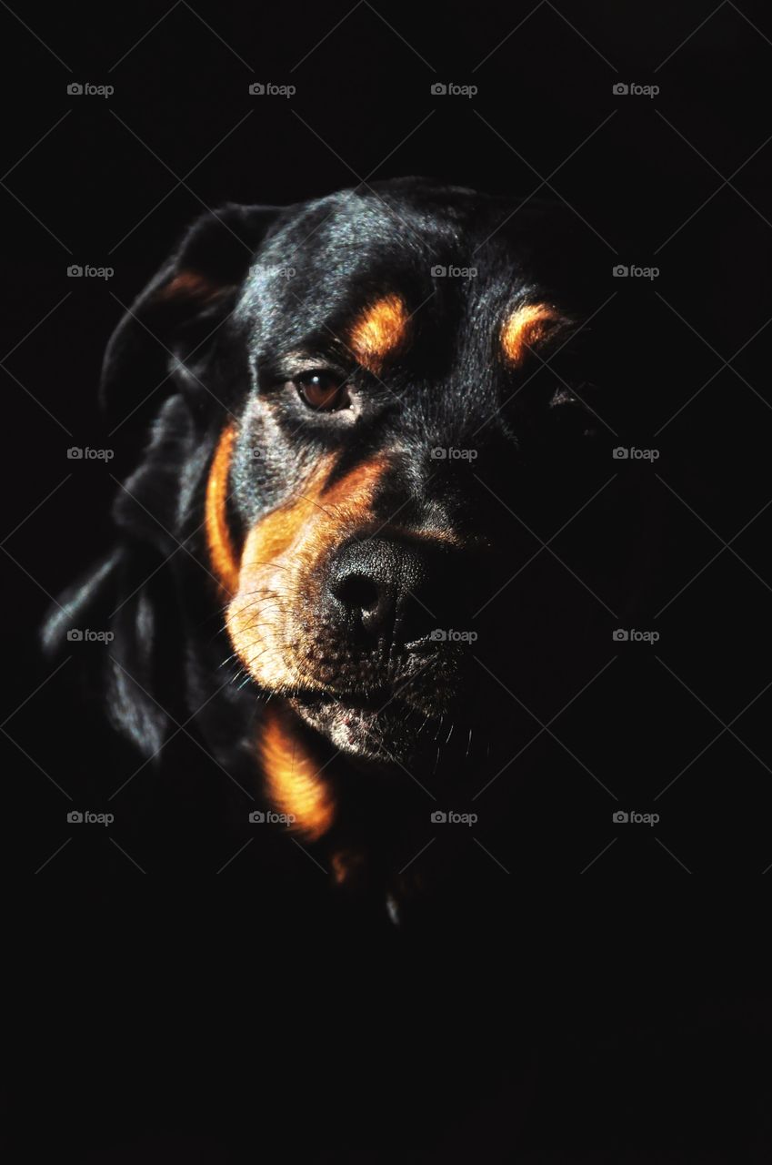 Portrait of black dog