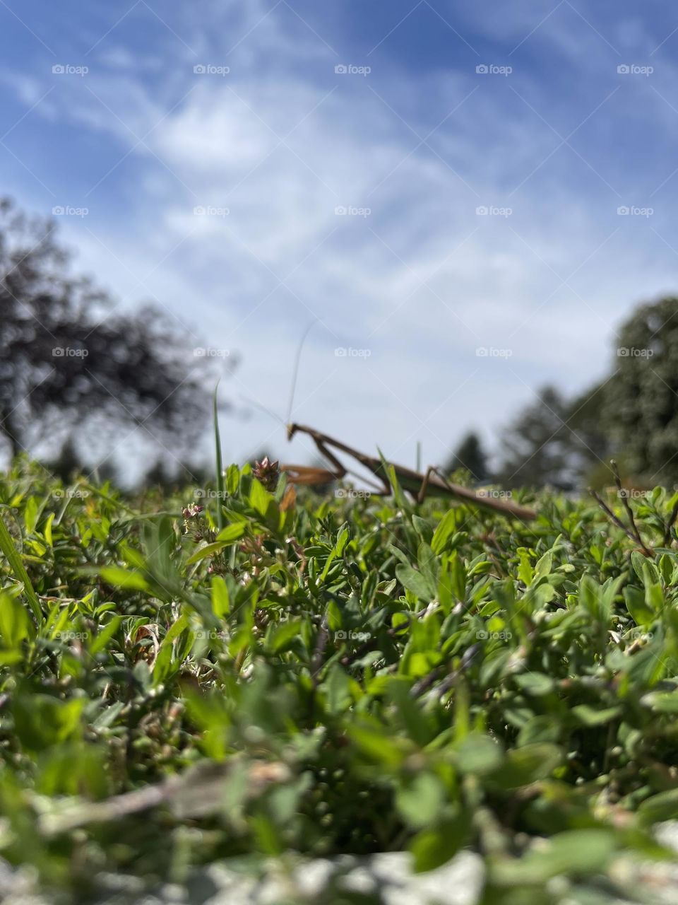 Praying Mantis at Castle Grove Church