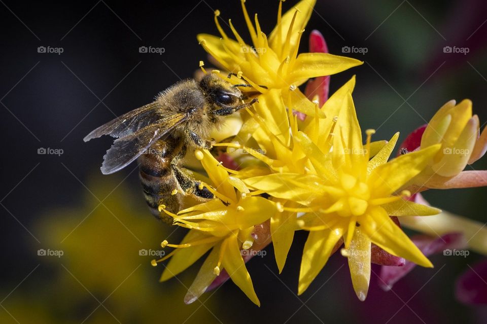 Cerca de una abeja en una flor