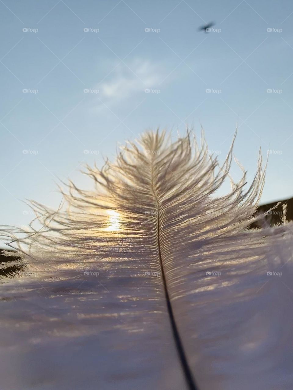 Feather 