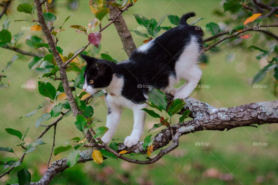 Black and White Shorthair Cat Climbing in a Pear Tree