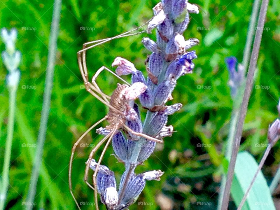 Spider a lonely artist in his element with goal