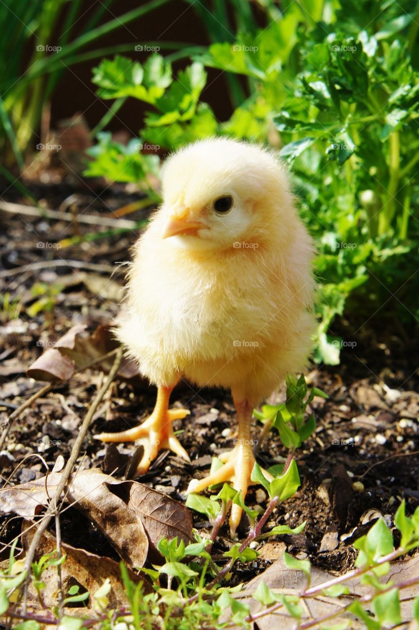 Baby chick at outdoors