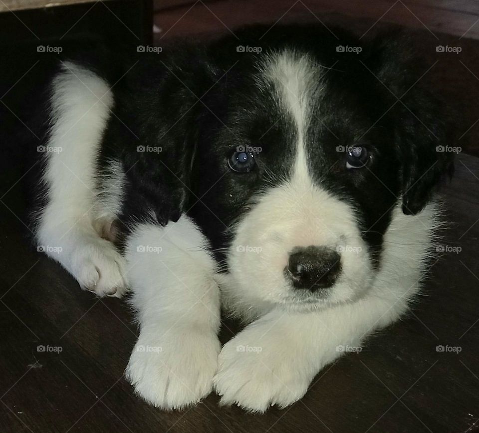 Border Collie puppy