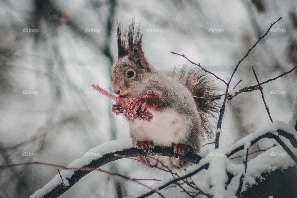 Squirrel beauty