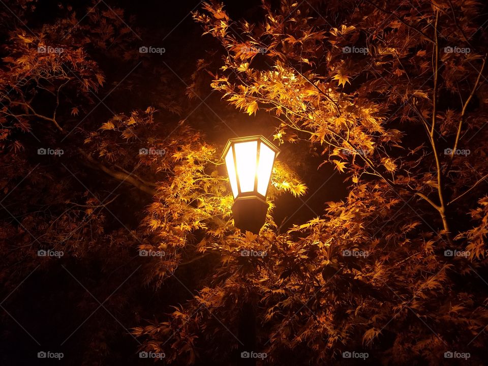 Leaves by lamp light