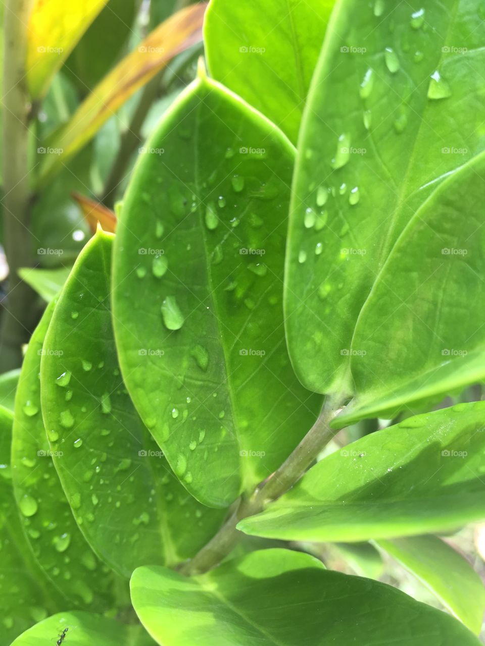 Leaf After The Rain
