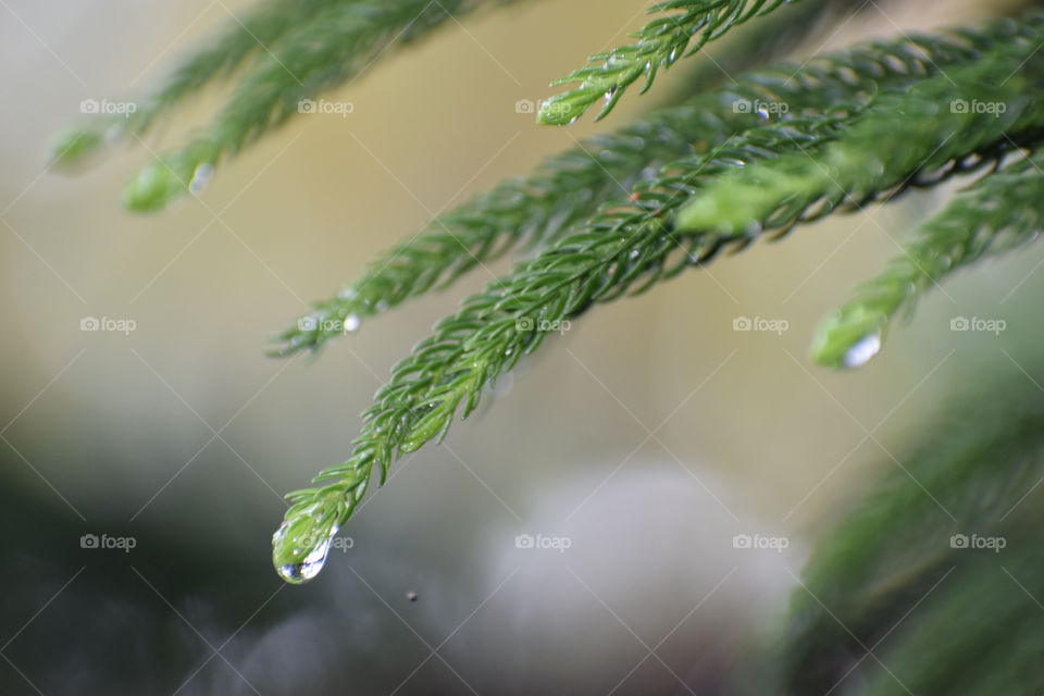 Raindrops about to fall down. Greenery