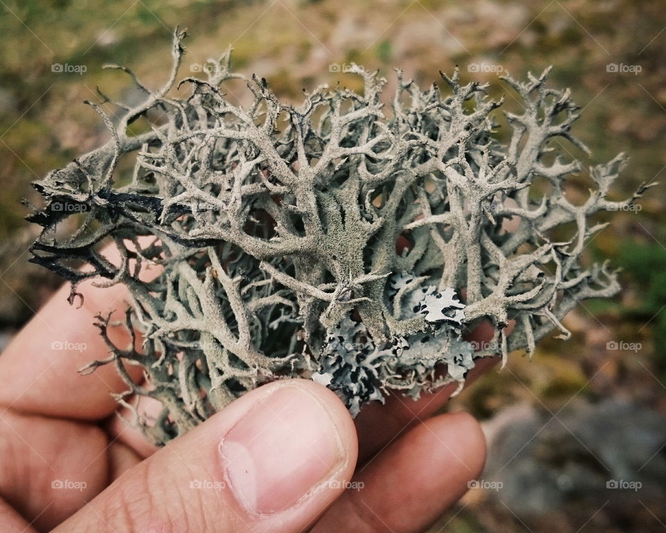 Evernia prunastri. Oakmoss lichen