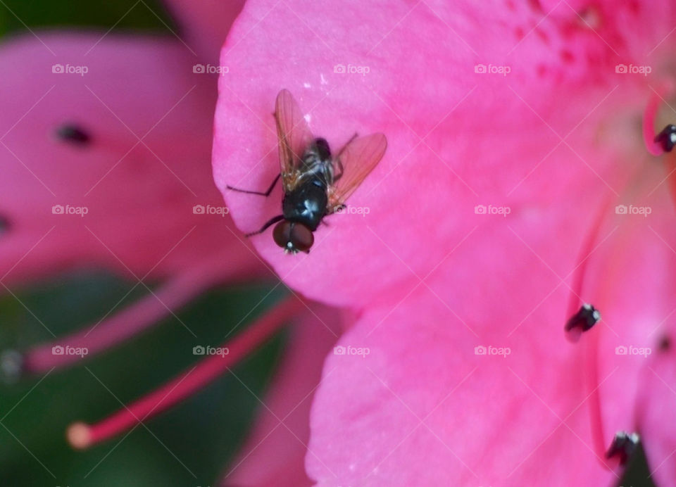 Fly on flower