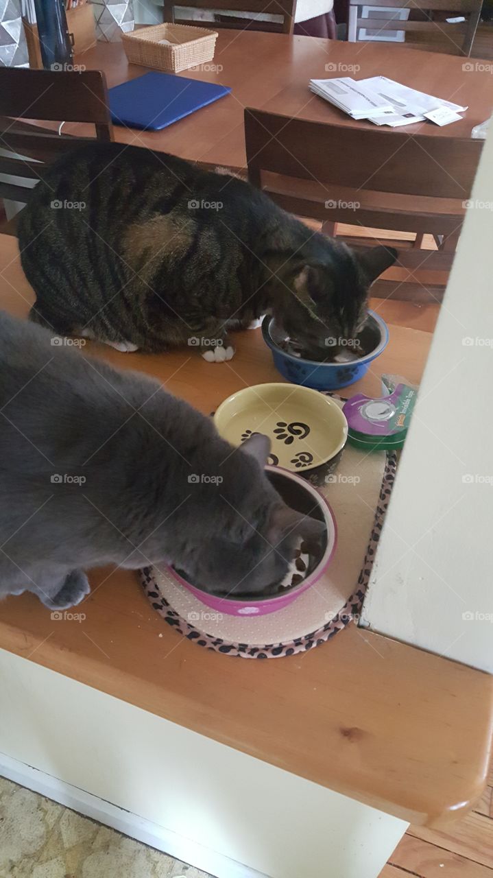Cat Dinner