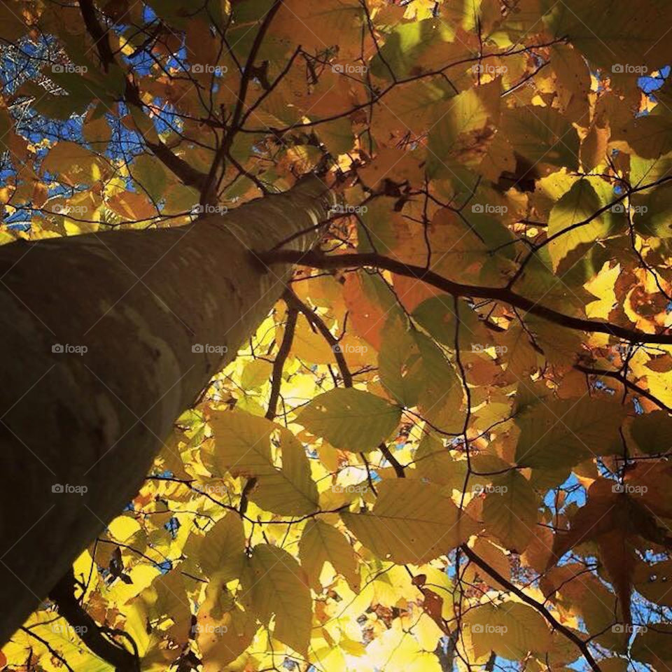 Fall Leaf Golden Canopy