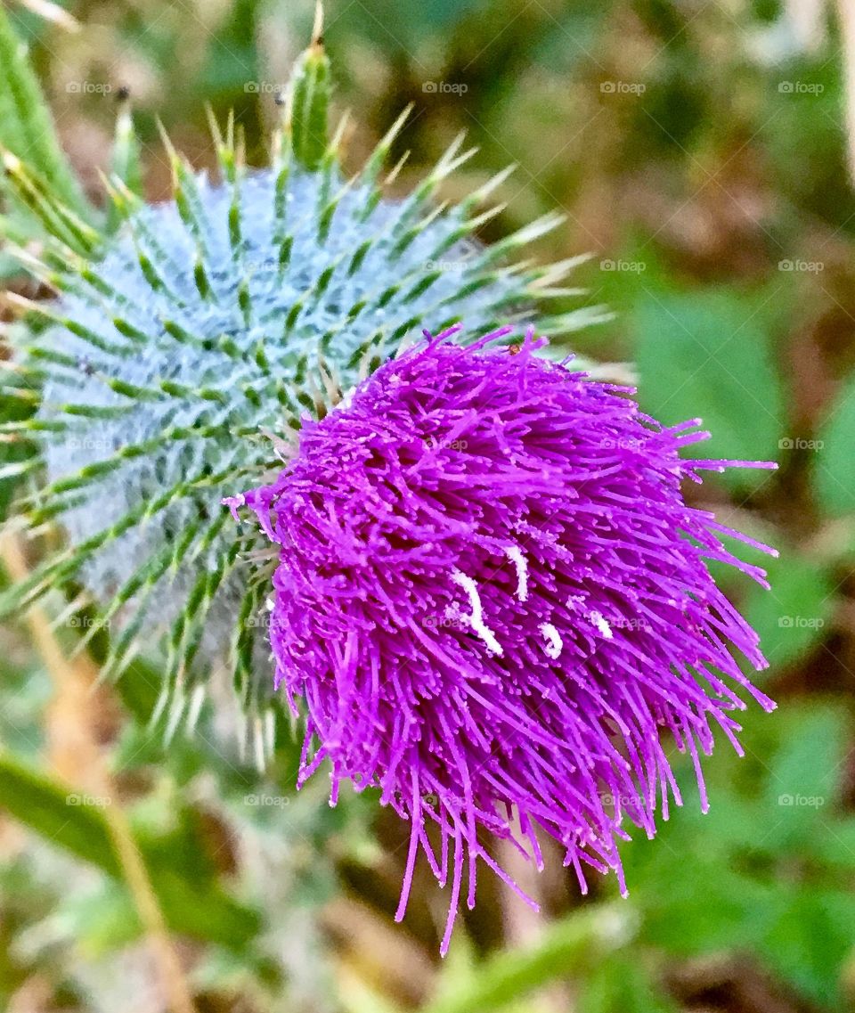 Thistle 