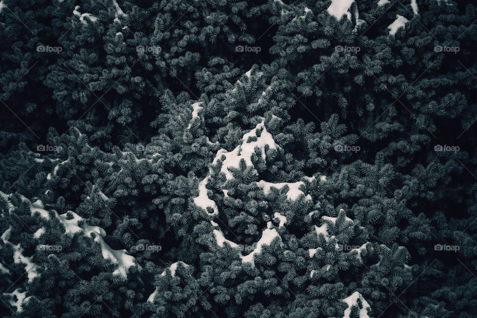 texture of evergreen tree branches covered with snow