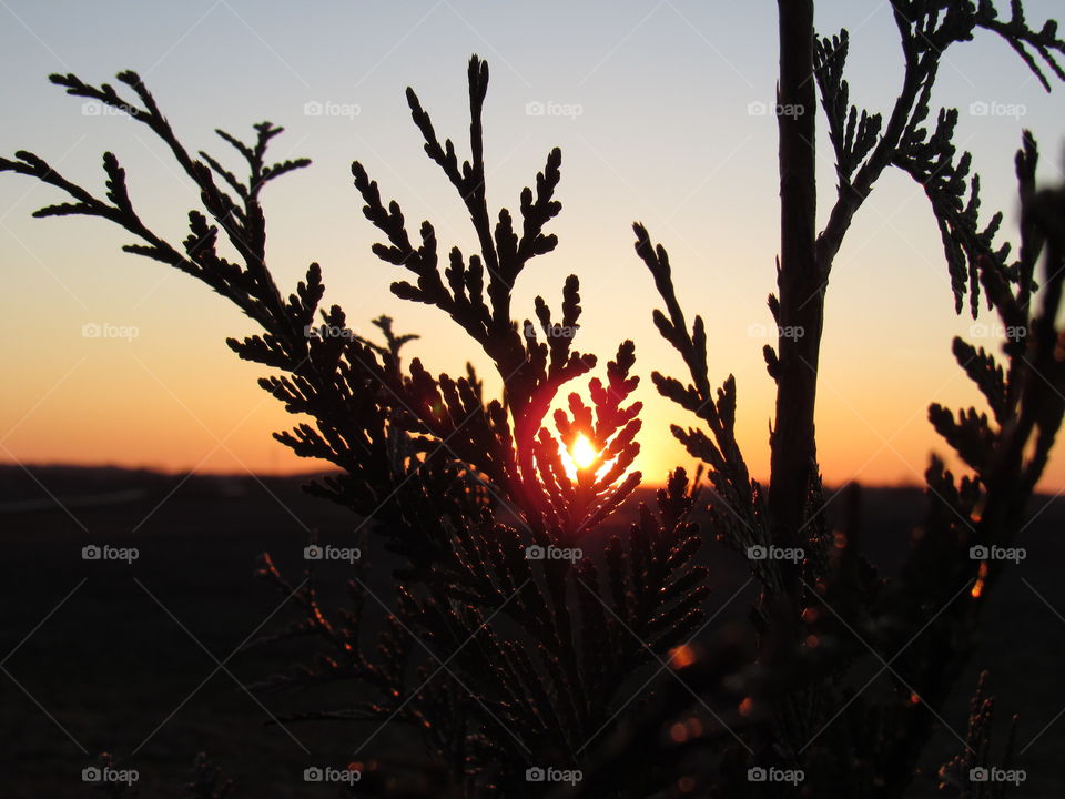 Sunset through plant
