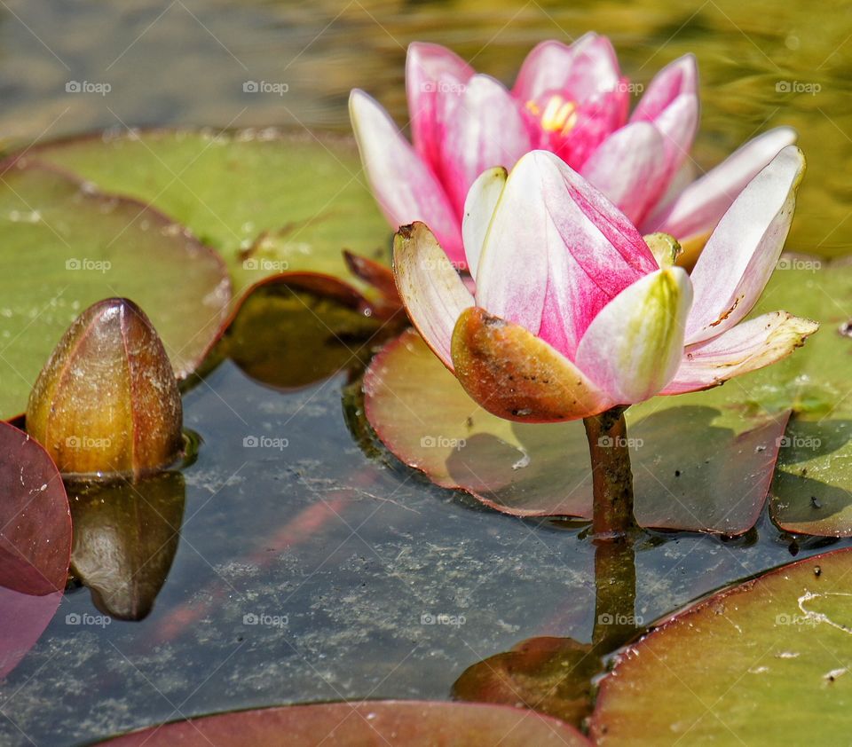 Close-up of water lily