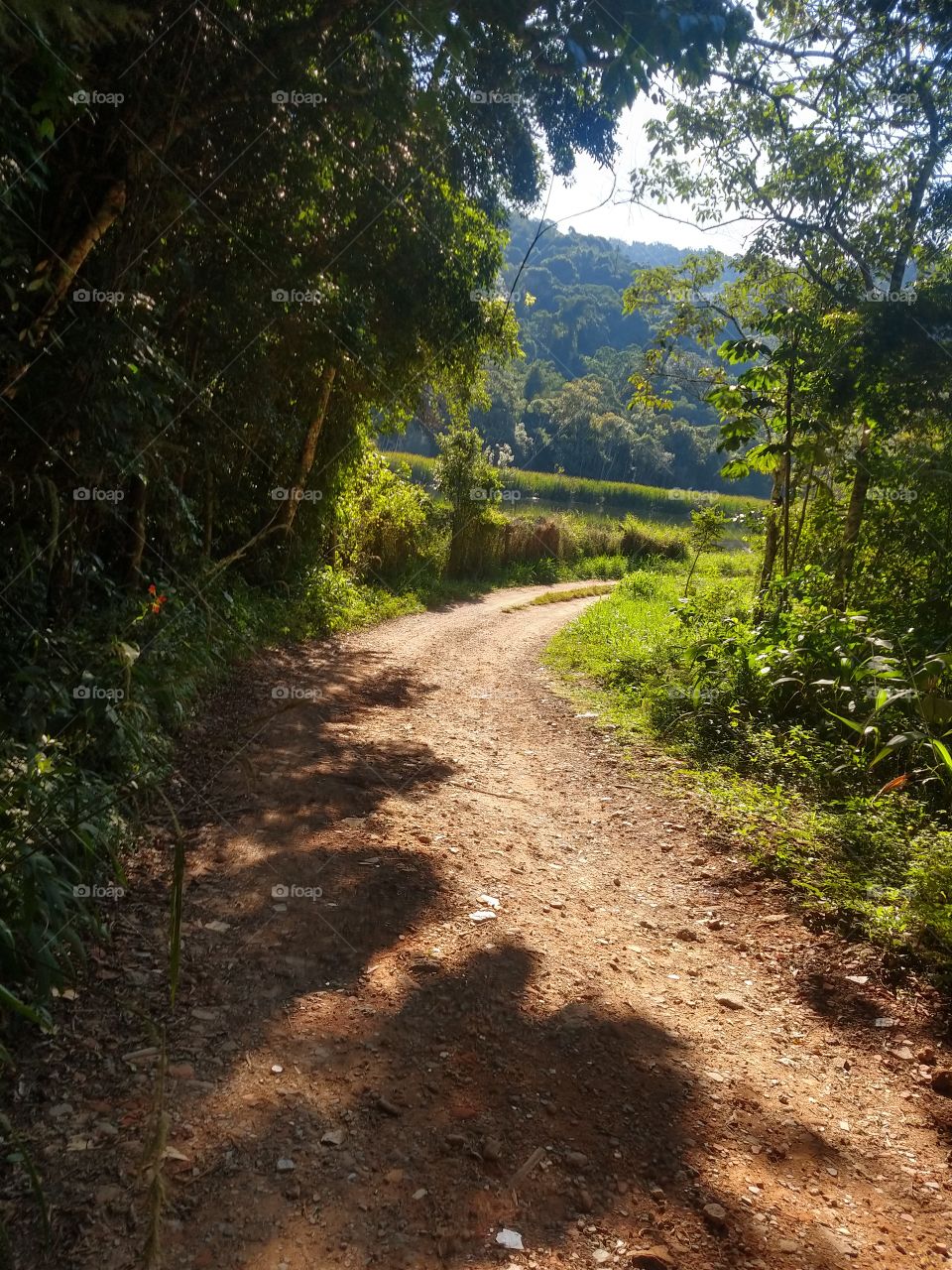 Guidance, Landscape, Tree, Road, Leaf