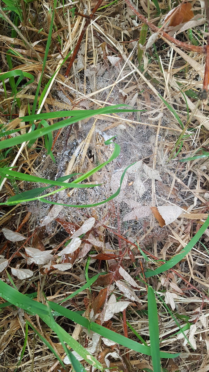 grassy web