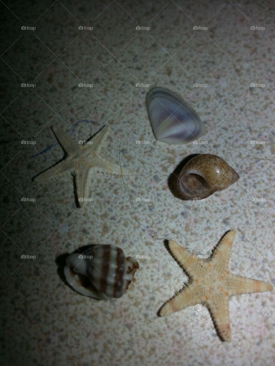 starfish and seashells