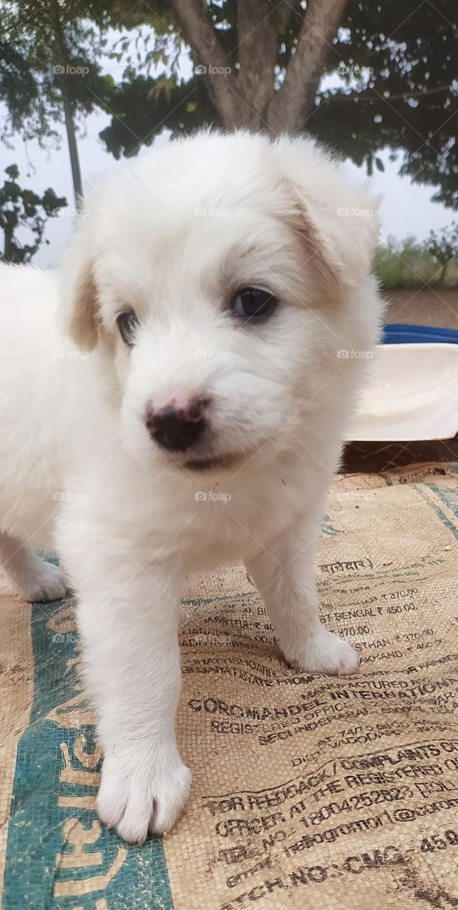 White puppy cute pose shot on camera