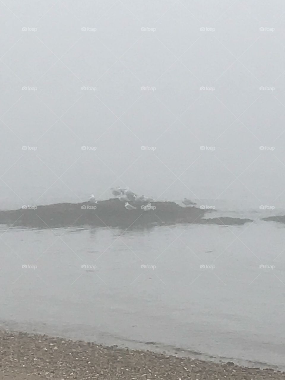 Foggy day in February at the shore 