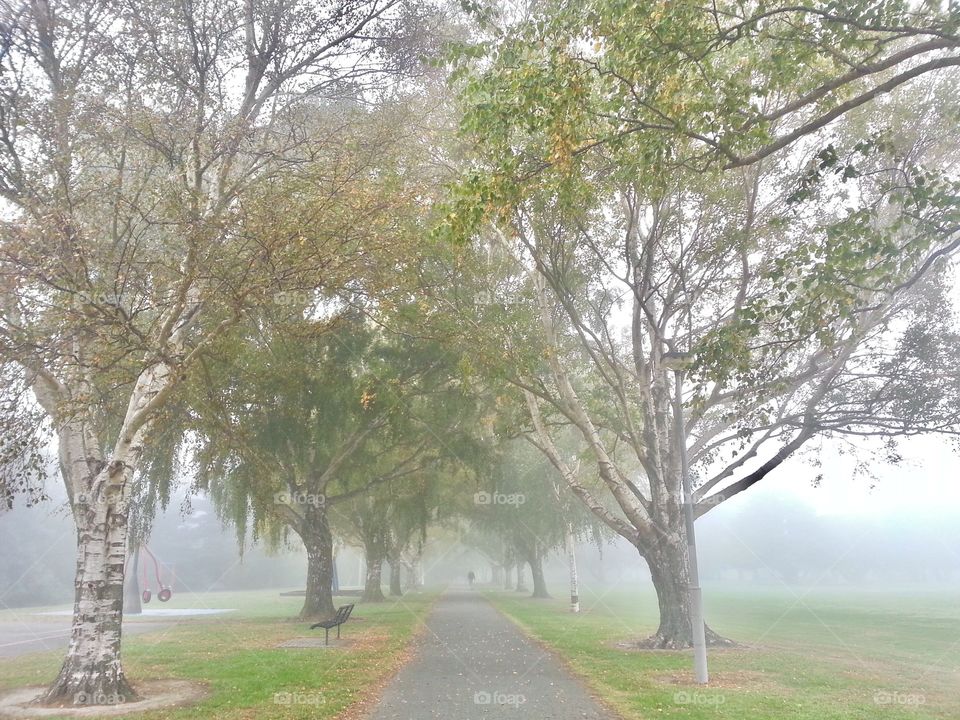 Empty road between the trees