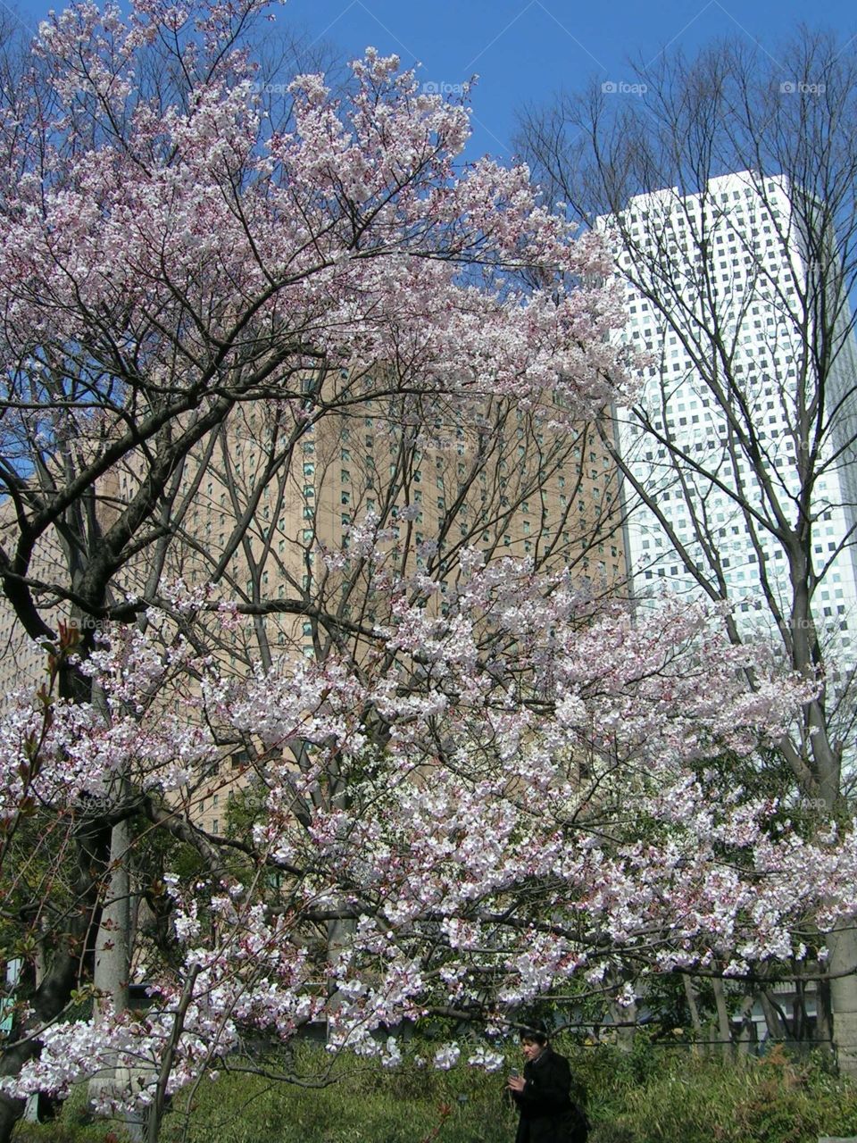 Cherry blossom. Tokyo japan 