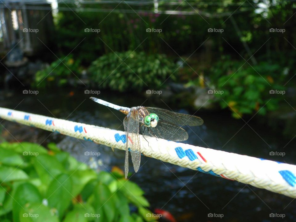Dragonfly sitting on roap over goldfish pond.