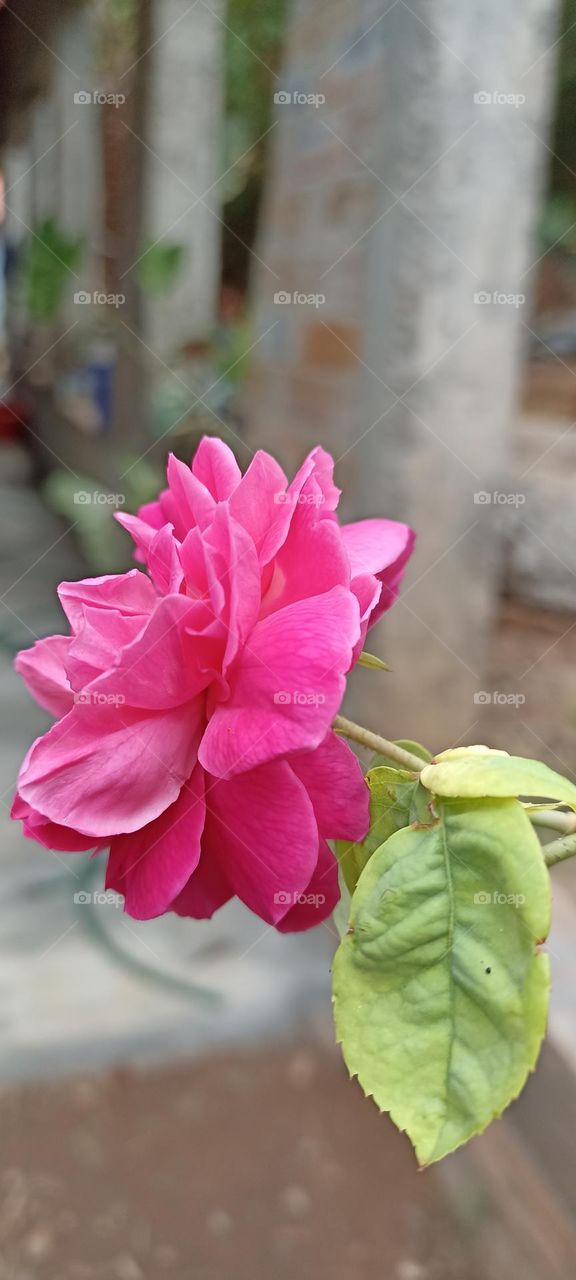 rose flower