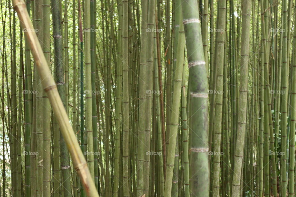 Bamboo