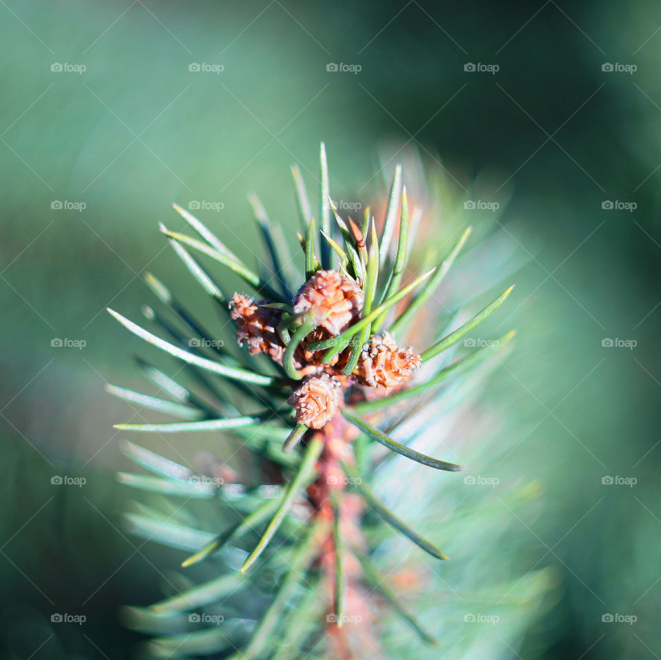 fir branch with buds in the spring.