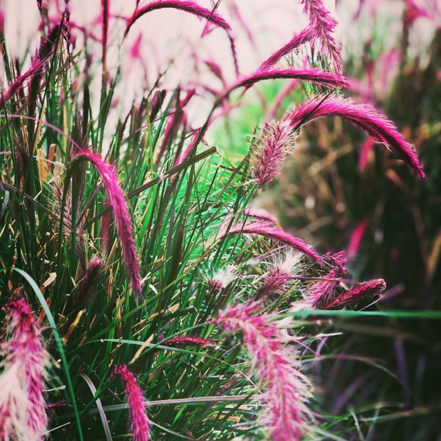 Flowers In The Field, Wild Flowers, Pretty In Pink, Floral Portrait, Nature Closeup 