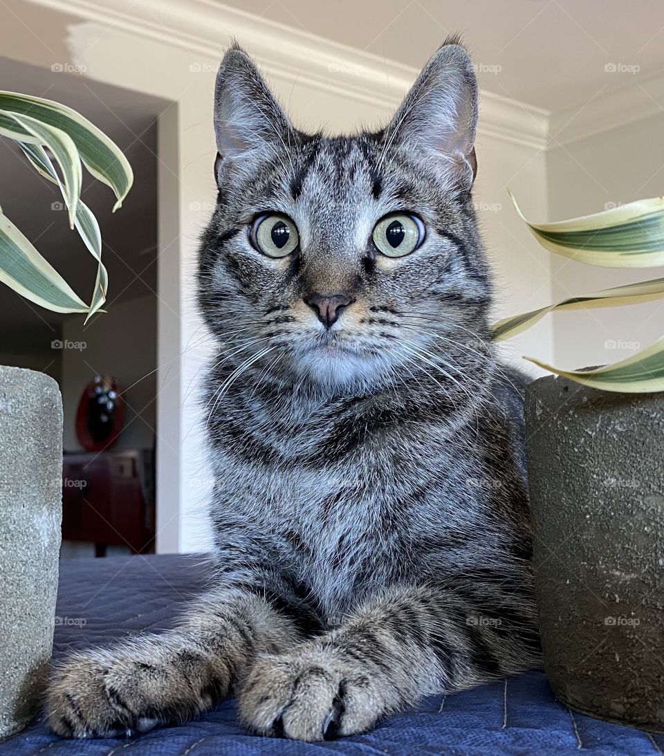 Close up portrait of a tabby cat 