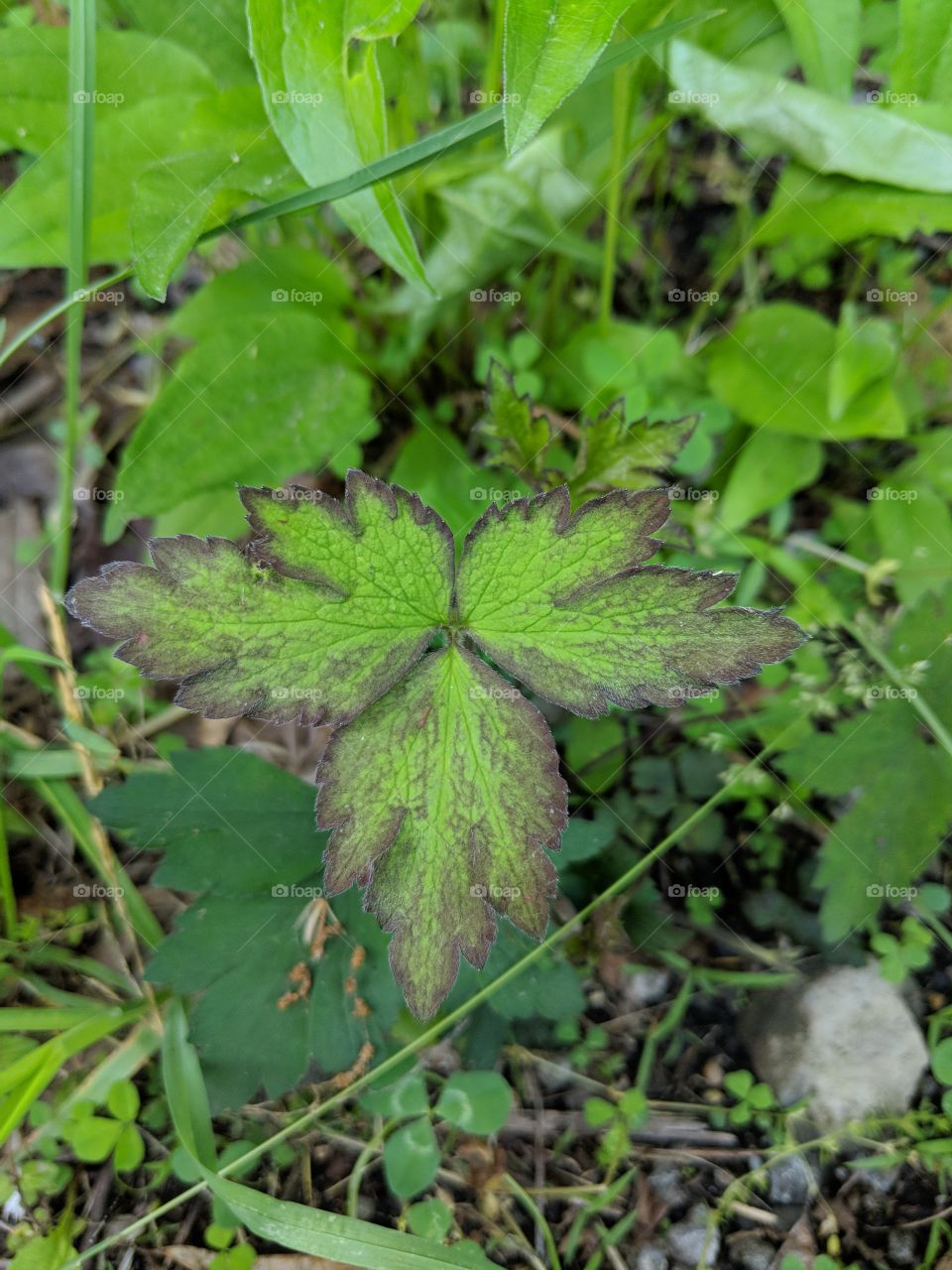 Leaf found on the Great Allegheny Passage Trail Connellsville, PA