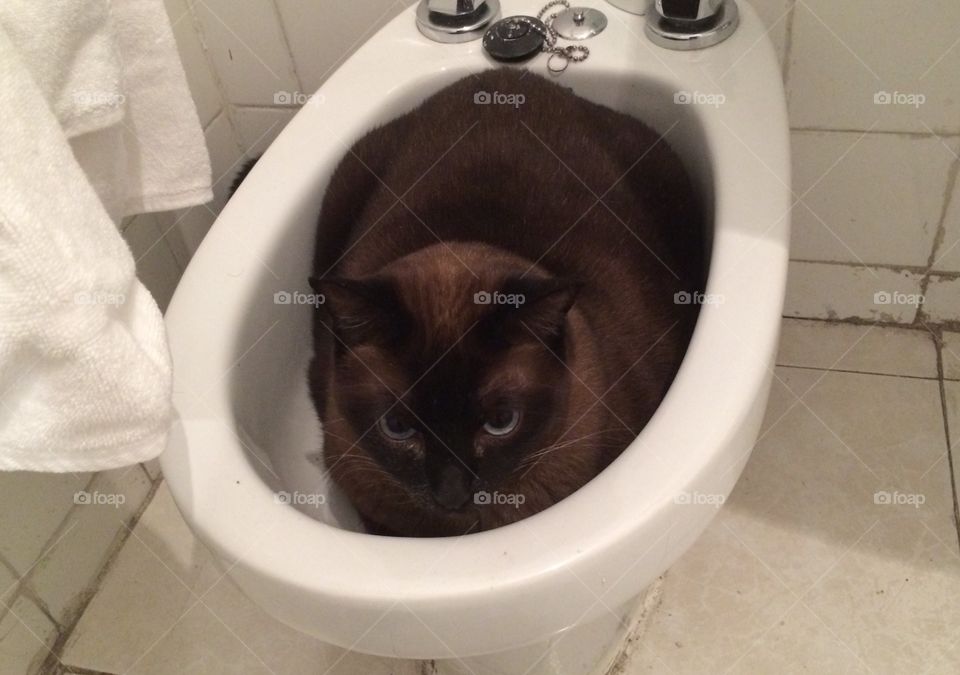 Cat in bidet