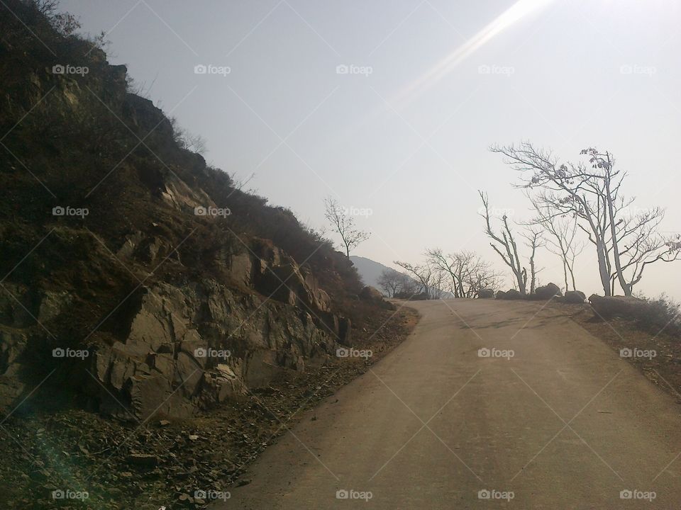 Landscape, Fog, Road, No Person, Tree