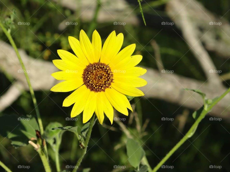 Sunflowers are my mom's favorite flower.  This yellow flower sits alone in a field standing tall.