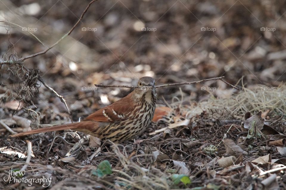 Brown Thrasher Building a Nest