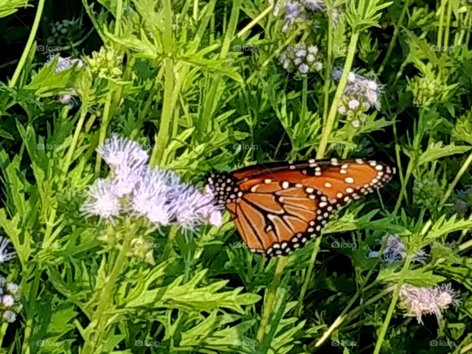 Monarch  orange butterflies on pink purple flower, weed. garden scene, Texas, autum greenery, plants