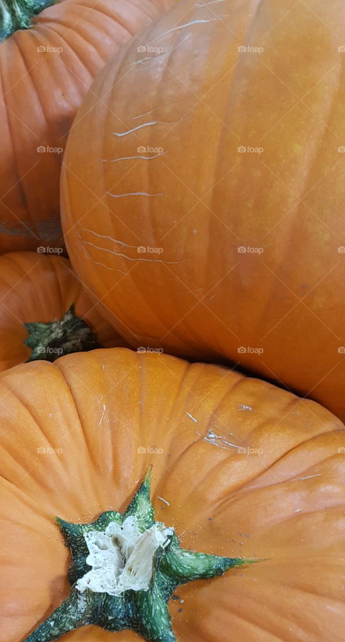 Pumpkin means pie....pie means togetherness!! :-)