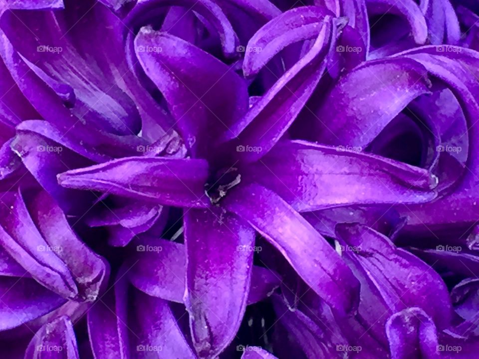 Purple hyacinth 