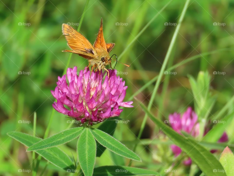 Butterfly on a bright flower