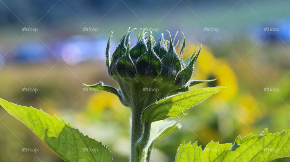 Unopened sunflower bud
