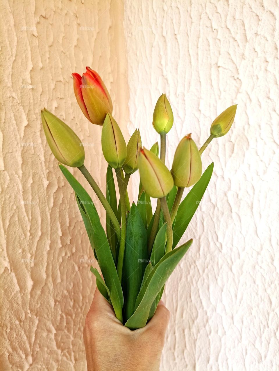 tulips in the hand spring time