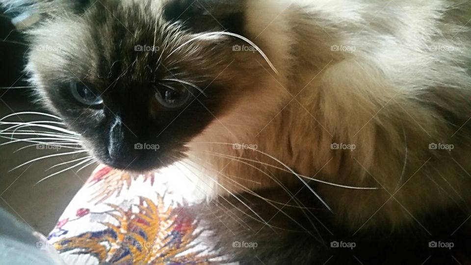 Sophie on coffee table....
