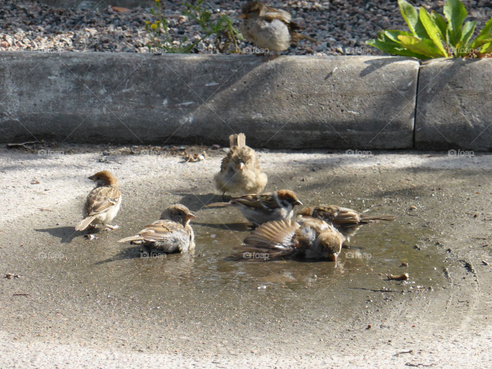 birds bathing