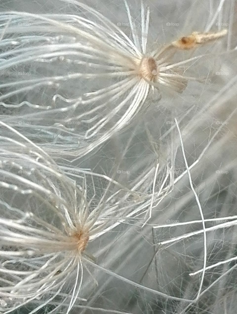 This hairy, fairy world